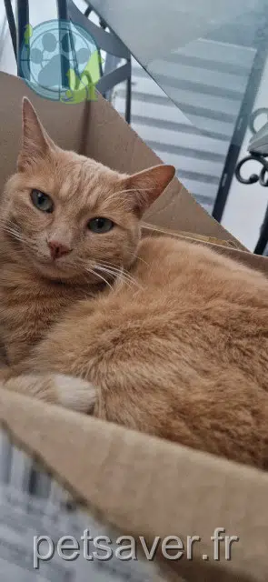 chatte lost   34570 Murviel-lès-Montpellier Peanut