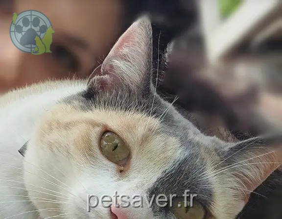 Chatte Perdue 34 Hérault - Pepita Chatte Perdue 34 Hérault - Pepita