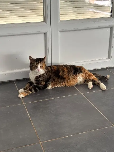 chatte lost   34980 Murles Perla