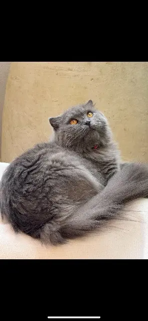 chatte lost   34130 Mudaison Perle