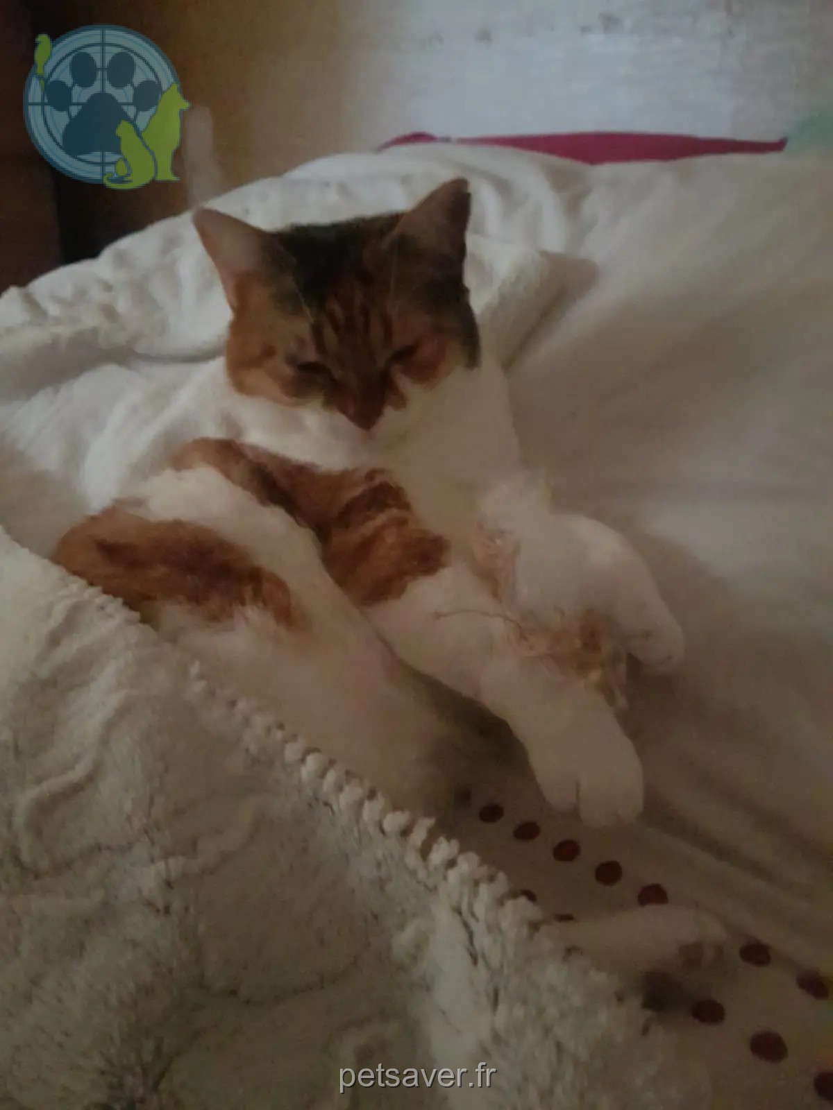 Chatte Perdue 34 Hérault Chatte Perdue 34 Hérault