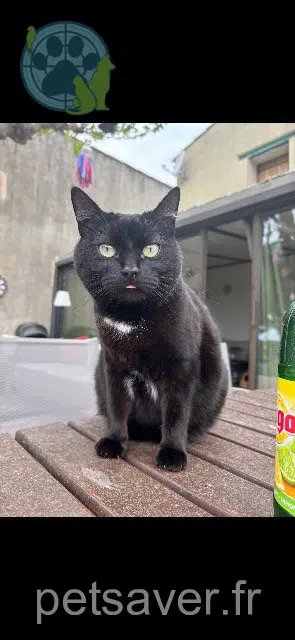 chatte perdue 34725 Saint-Saturnin-de-Lucian Pitchoune chatte lost 34725 Saint-Saturnin-de-Lucian Pitchoune