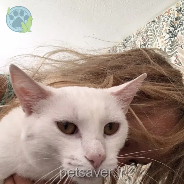 chatte lost 34800 Canet Plume