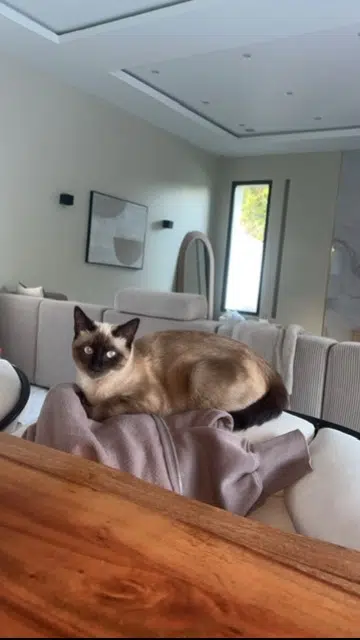 chatte lost   34880 Lavérune Pélicou