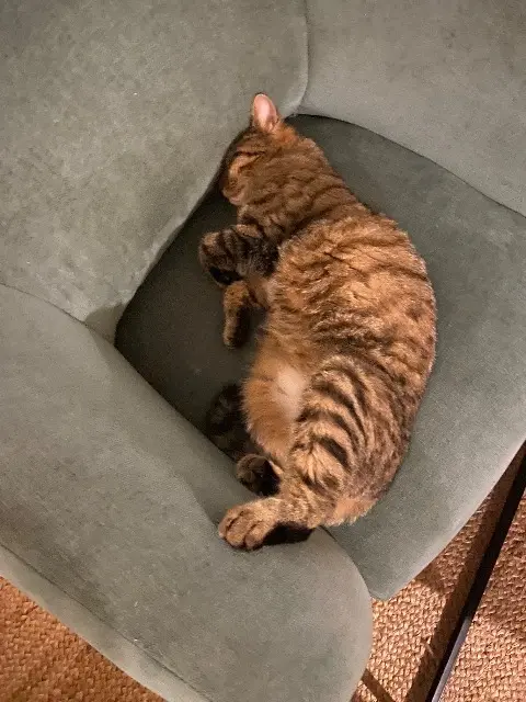 chatte lost   34170 Castelnau-le-Lez Romy