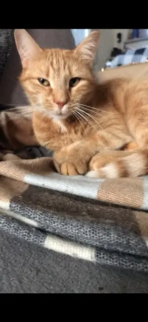 chatte lost   34500 Béziers Ruby