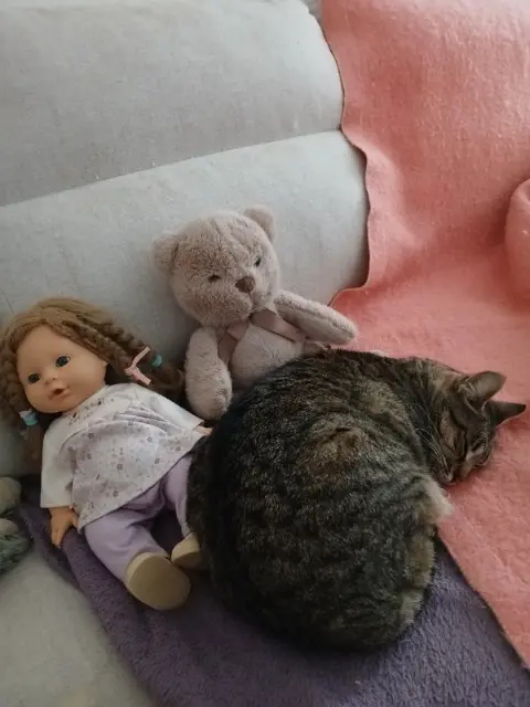 chatte lost   34300 Agde Shana