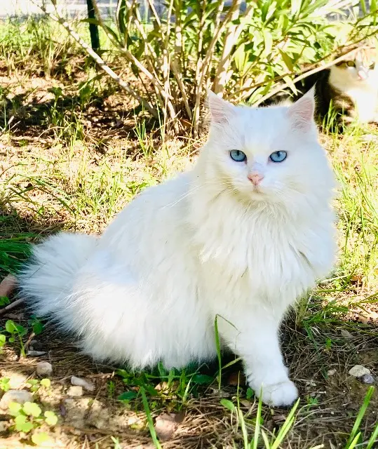 chatte lost   34140 Bouzigues Shira