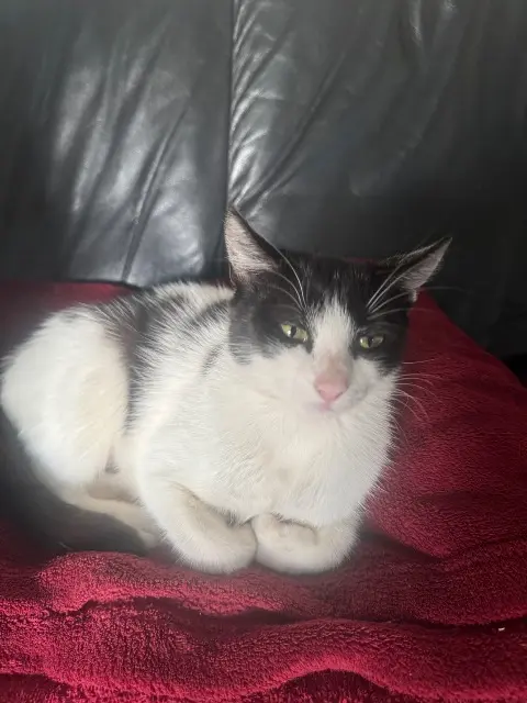 chatte lost   34690 Fabrègues Simone