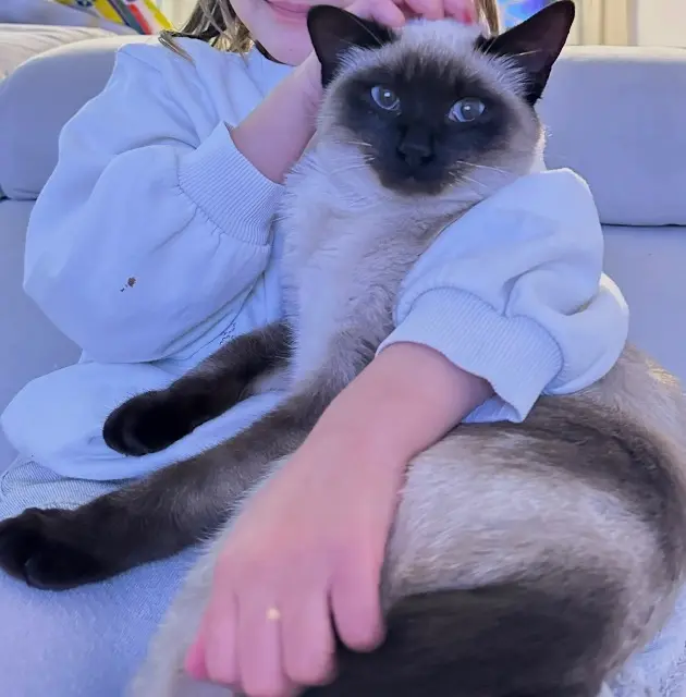 chatte lost   34130 Candillargues Sissi