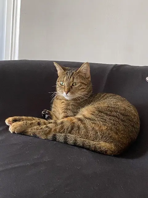 chatte lost   34450 Vias Sophie