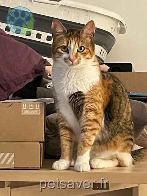 Katze lost 34160 Buzignargues Sweety