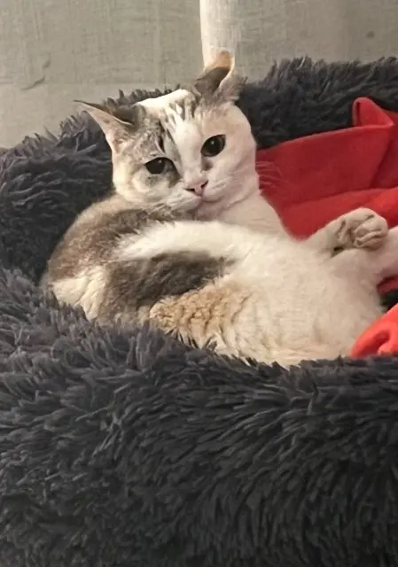 chatte lost   34970 Lattes Swing