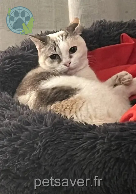 gata perdida 34970 Lattes Swing gata lost 34970 Lattes Swing
