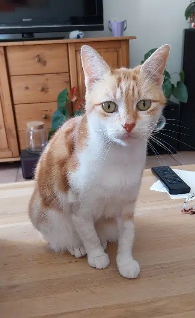 chatte lost   34110 Frontignan Tequila