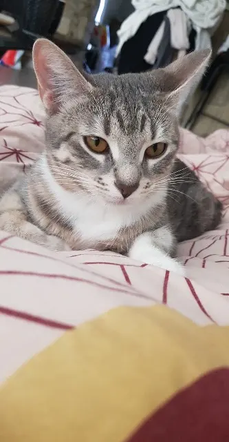 chatte lost   34110 Frontignan Thalia