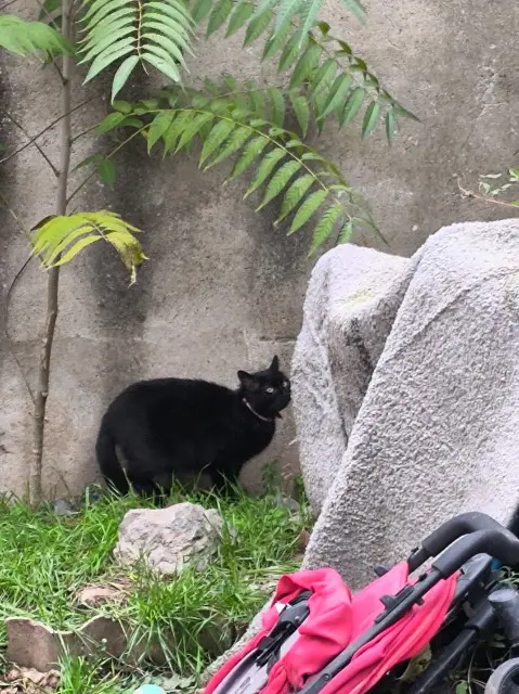 chatte lost   34600 Bédarieux Tikki