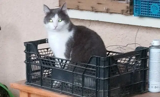 chatte lost   34800 Cabrières Triangle