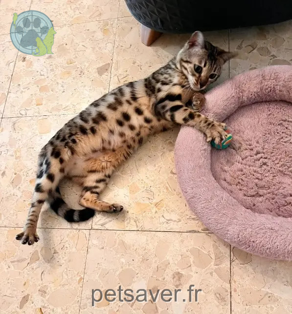 cat lost 34260 Le Bousquet-d'Orb Upam cat lost 34260 Le Bousquet-d'Orb Upam