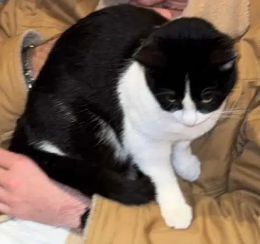 chatte lost   34500 Béziers Vaya