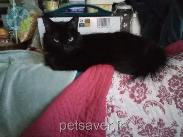 chatte lost   34570 Pignan Yinline