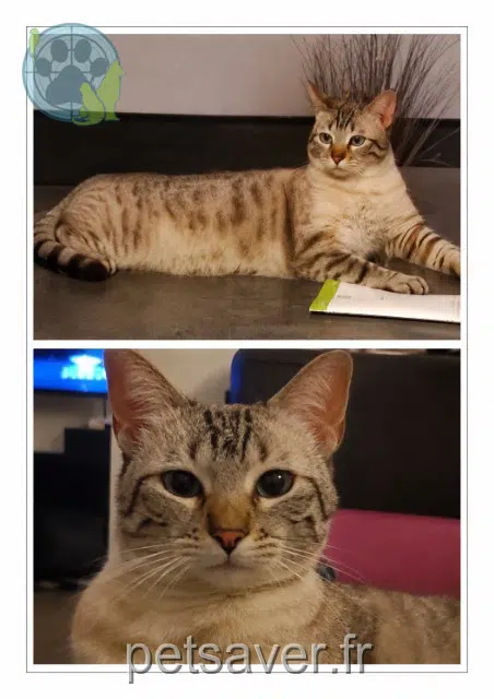 chatte lost   34310 Cruzy Yuki