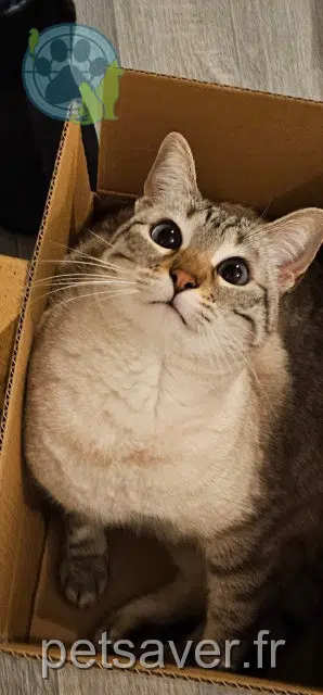 chatte lost 34310 Cruzy Yuki