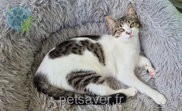 chatte lost   34140 Mèze Yuna