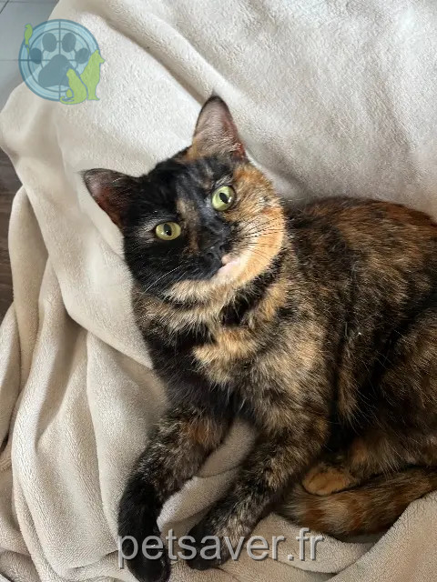 cat lost 34730 Prades-le-Lez Yuumi cat lost 34730 Prades-le-Lez Yuumi