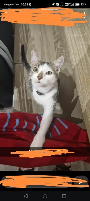 chatte lost   34500 Béziers Zelda