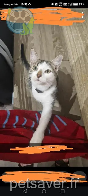 kat vermist 34500 Béziers Zelda kat lost 34500 Béziers Zelda