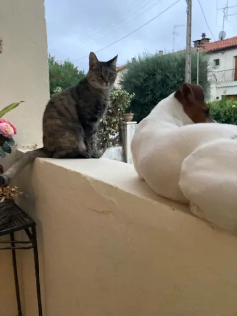 chatte lost   34500 Béziers Zoe