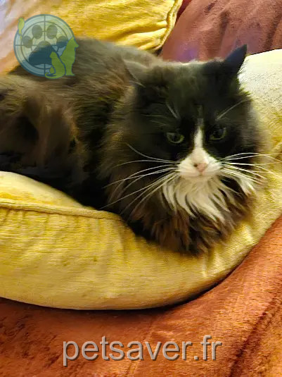 Chatte Perdue 34 Hérault Chatte Perdue 34 Hérault