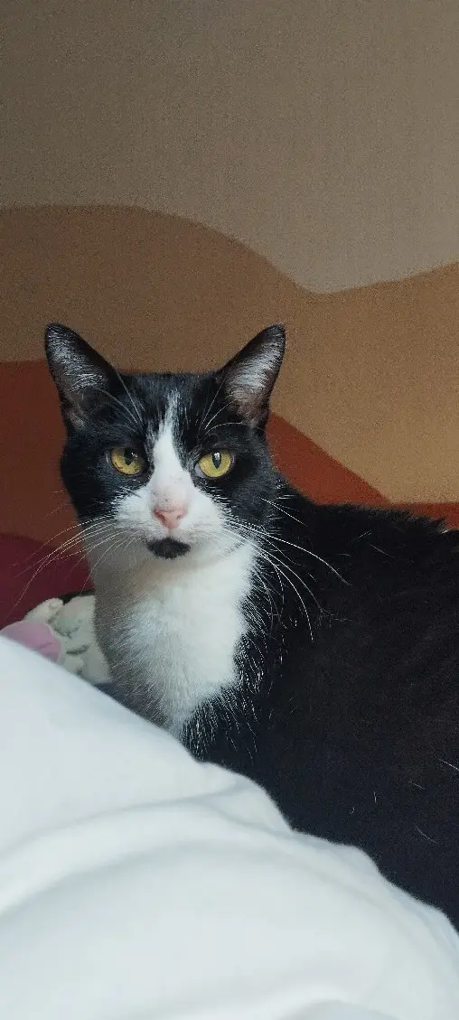 Chatte Perdue 34 Hérault Chatte Perdue 34 Hérault