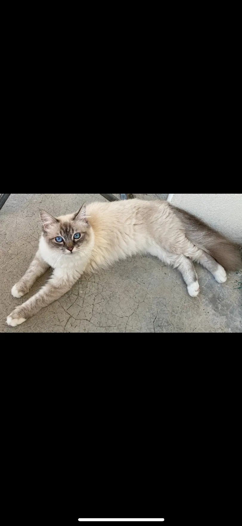 Chatte Perdue 34 Hérault Chatte Perdue 34 Hérault