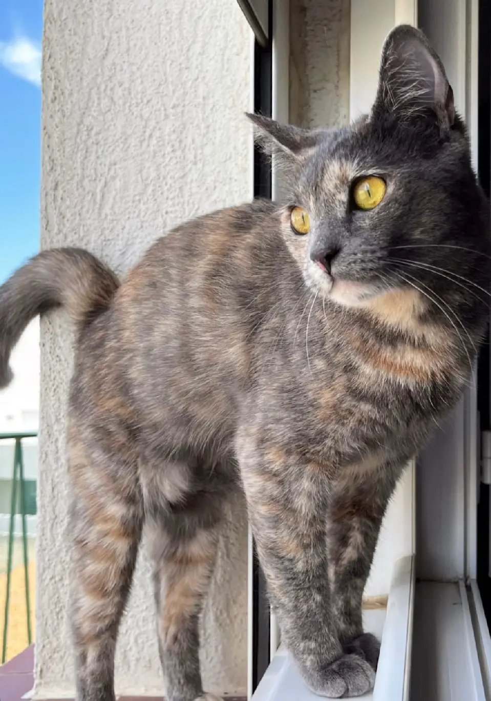 Chatte Perdue 34 Hérault Chatte Perdue 34 Hérault