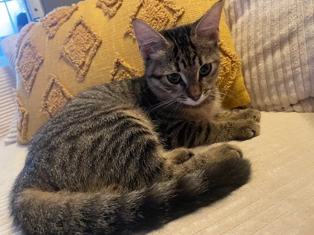 chatte lost   35600 Redon Aloha