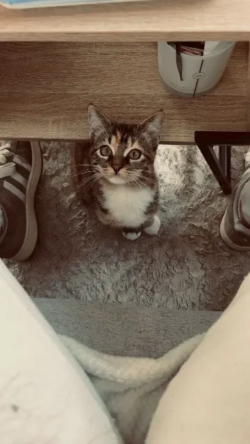 chatte lost   35400 Saint-Malo Ambre