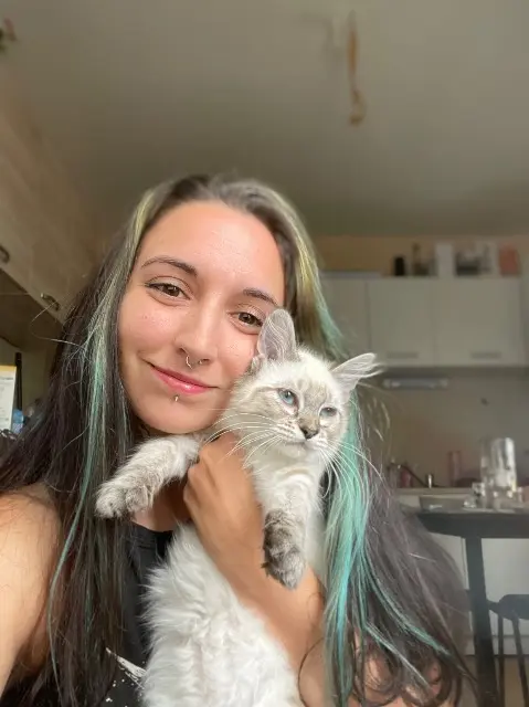 chatte lost   35300 Fougères Aphrodite