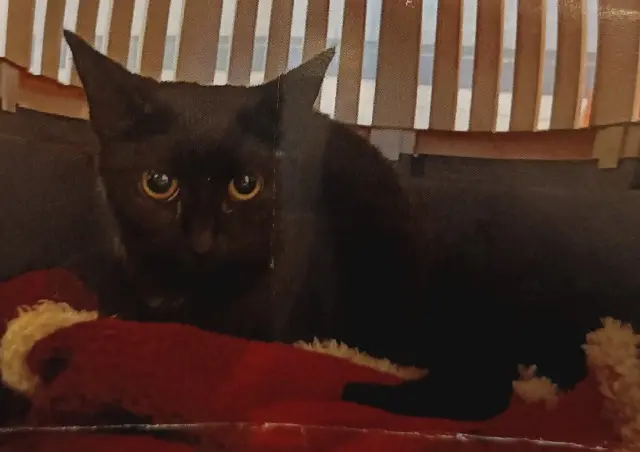 chatte lost   35230 Noyal-Châtillon-sur-Seiche Azalée