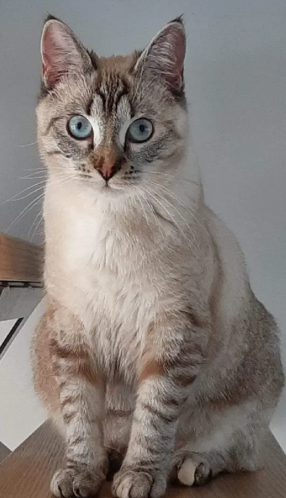 Chatte Perdue 35 Ille-et-Vilaine - Beige Chatte Perdue 35 Ille-et-Vilaine - Beige
