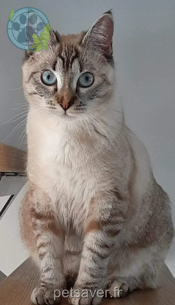 Chatte Perdue 35 Ille-et-Vilaine - Beige Chatte Perdue 35 Ille-et-Vilaine - Beige