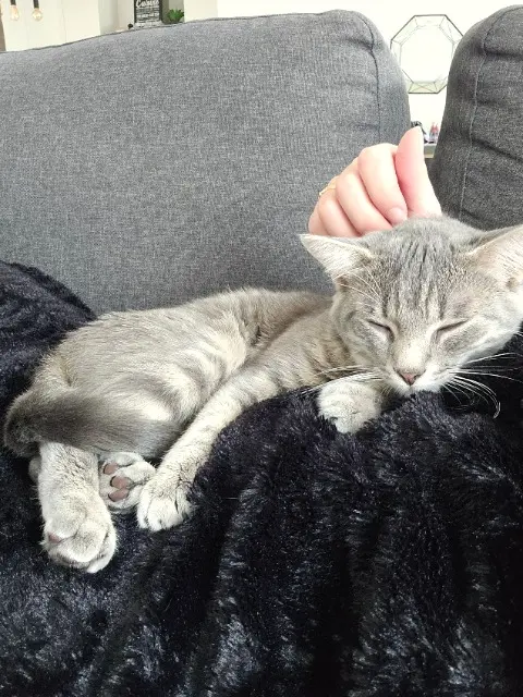 chatte lost   35270 Saint-Léger-des-Prés Cacahuète