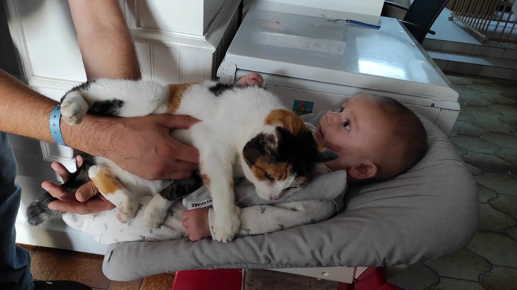Chatte Perdue 35 Ille-et-Vilaine - Canaille Chatte Perdue 35 Ille-et-Vilaine - Canaille