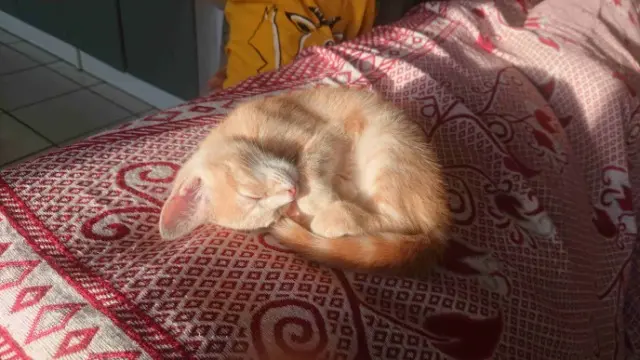 chatte lost   35600 Redon Charamel