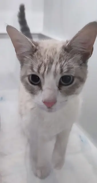 chatte perdue 35136 Saint-Jacques-de-la-Lande Chaton chatte lost 35136 Saint-Jacques-de-la-Lande Chaton