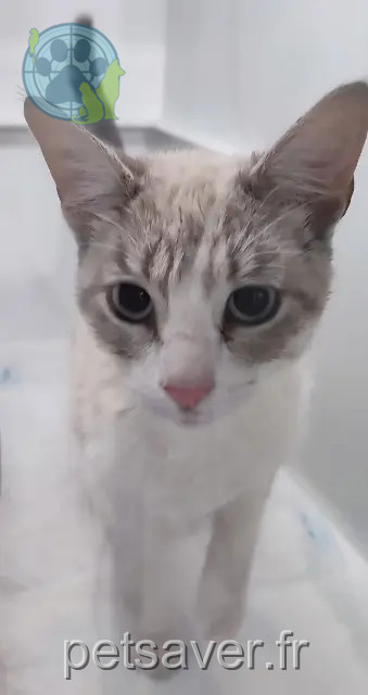 kat vermist 35136 Saint-Jacques-de-la-Lande Chaton kat lost 35136 Saint-Jacques-de-la-Lande Chaton