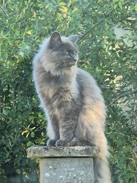 chatte lost   35150 Janzé Chatoune