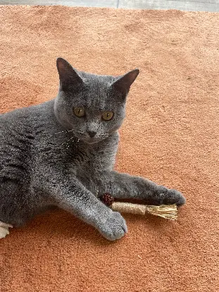 Chatte Perdue 35 Ille-et-Vilaine - Choupi Chatte Perdue 35 Ille-et-Vilaine - Choupi