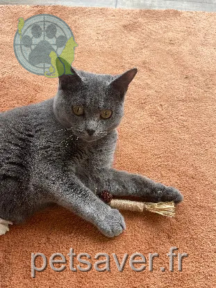 Chatte Perdue 35 Ille-et-Vilaine - Choupi Chatte Perdue 35 Ille-et-Vilaine - Choupi